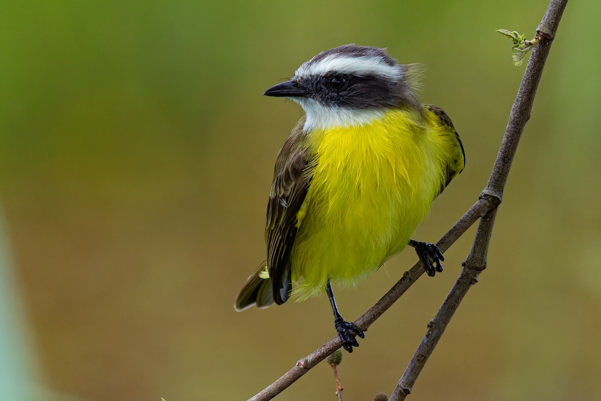 Social Flycatcher - ML625629809