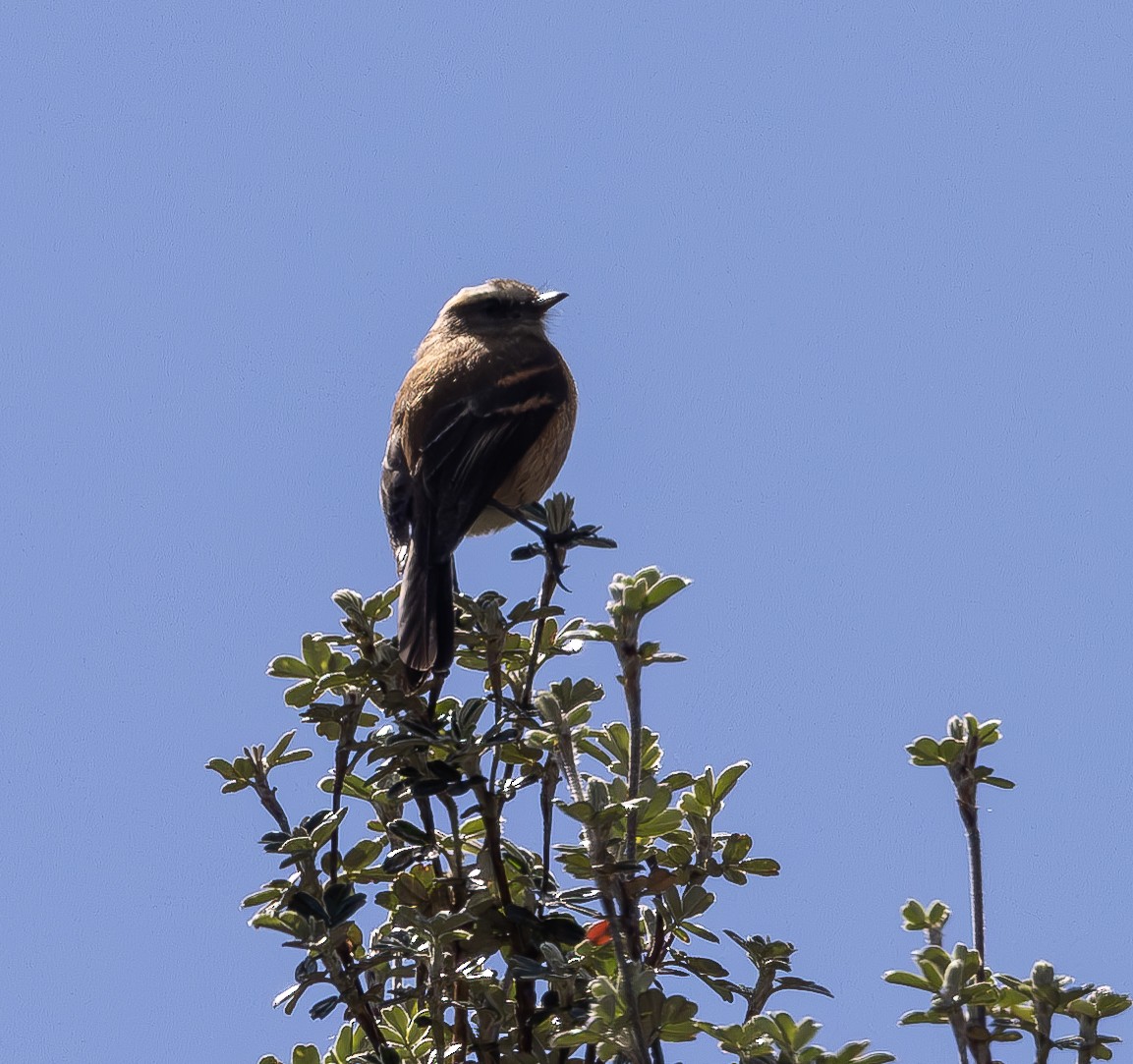 Brown-backed Chat-Tyrant - ML625629857