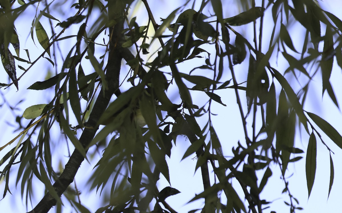Blue-headed Vireo - ML625630025