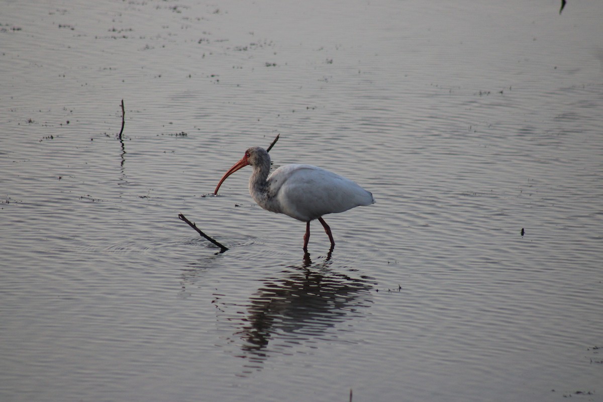 White Ibis - ML625630075