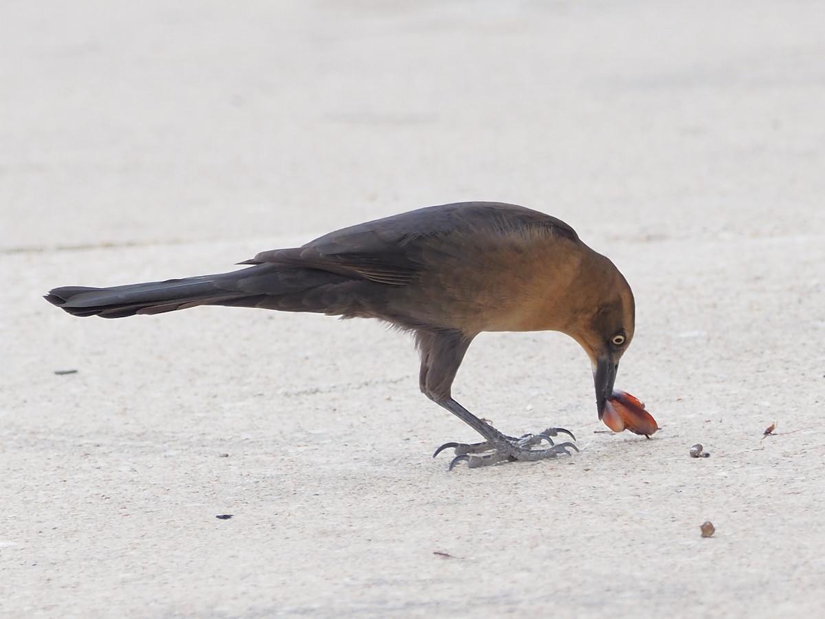 Great-tailed Grackle - ML625630077