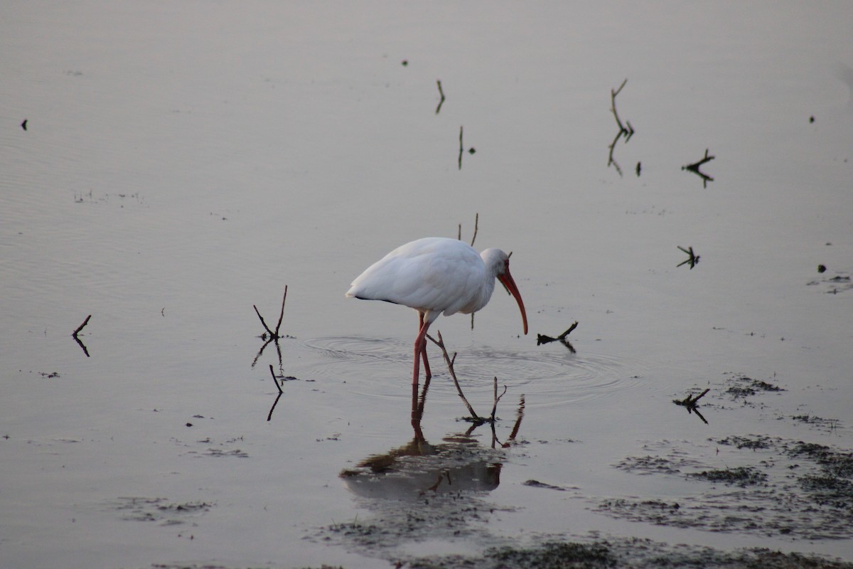 White Ibis - ML625630082