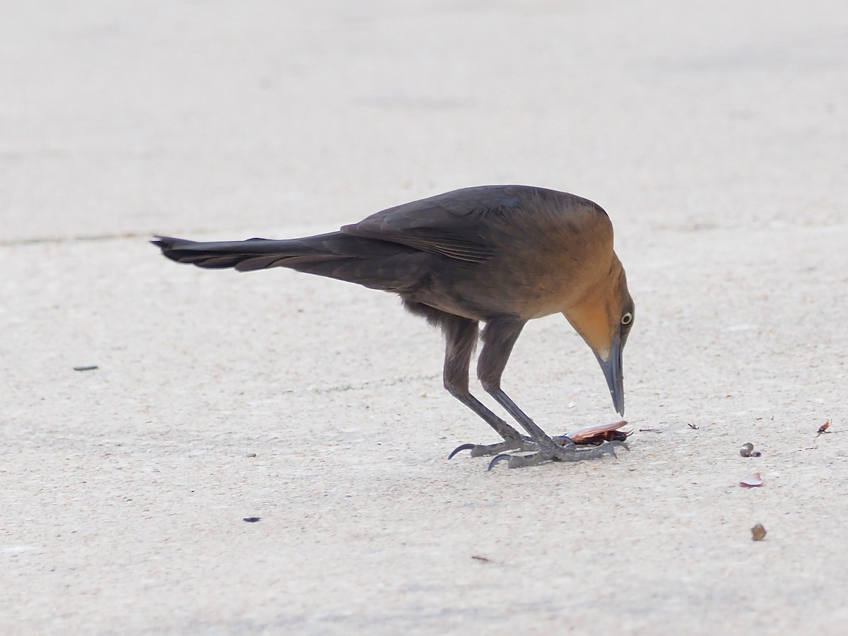 Great-tailed Grackle - ML625630085