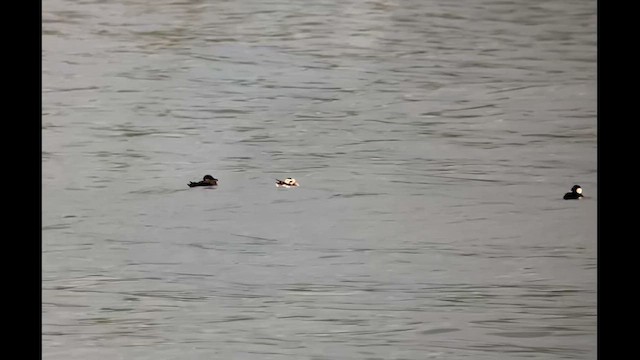 Long-tailed Duck - ML625630121