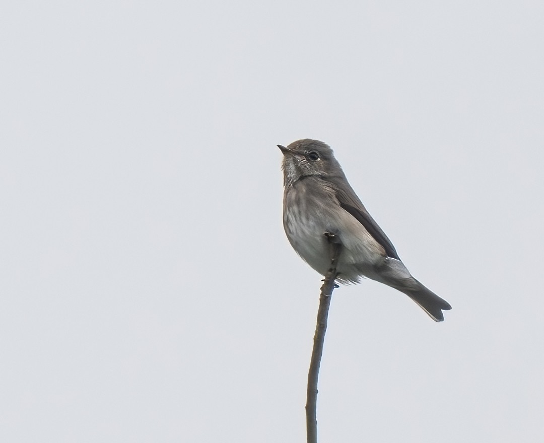 Dark-sided Flycatcher - jimmy Yao