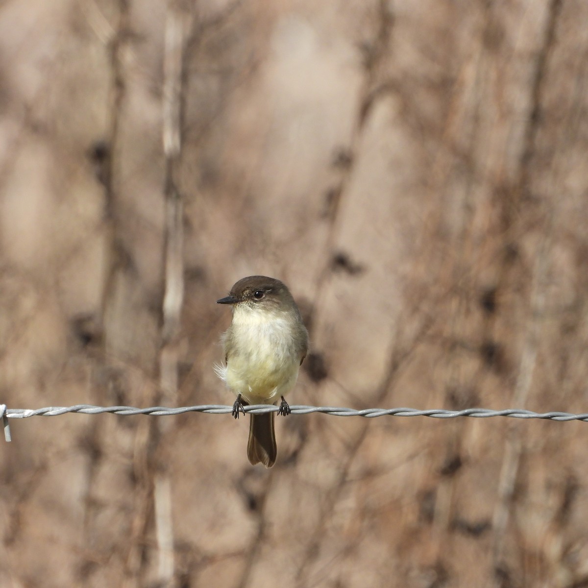 Eastern Phoebe - Sherry Meddick