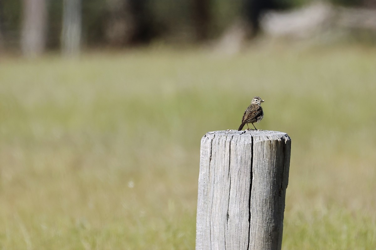 Australian Pipit - ML625630403