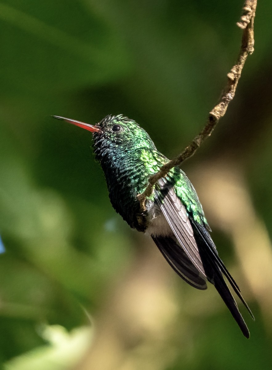 Cozumel Emerald - ML625630404