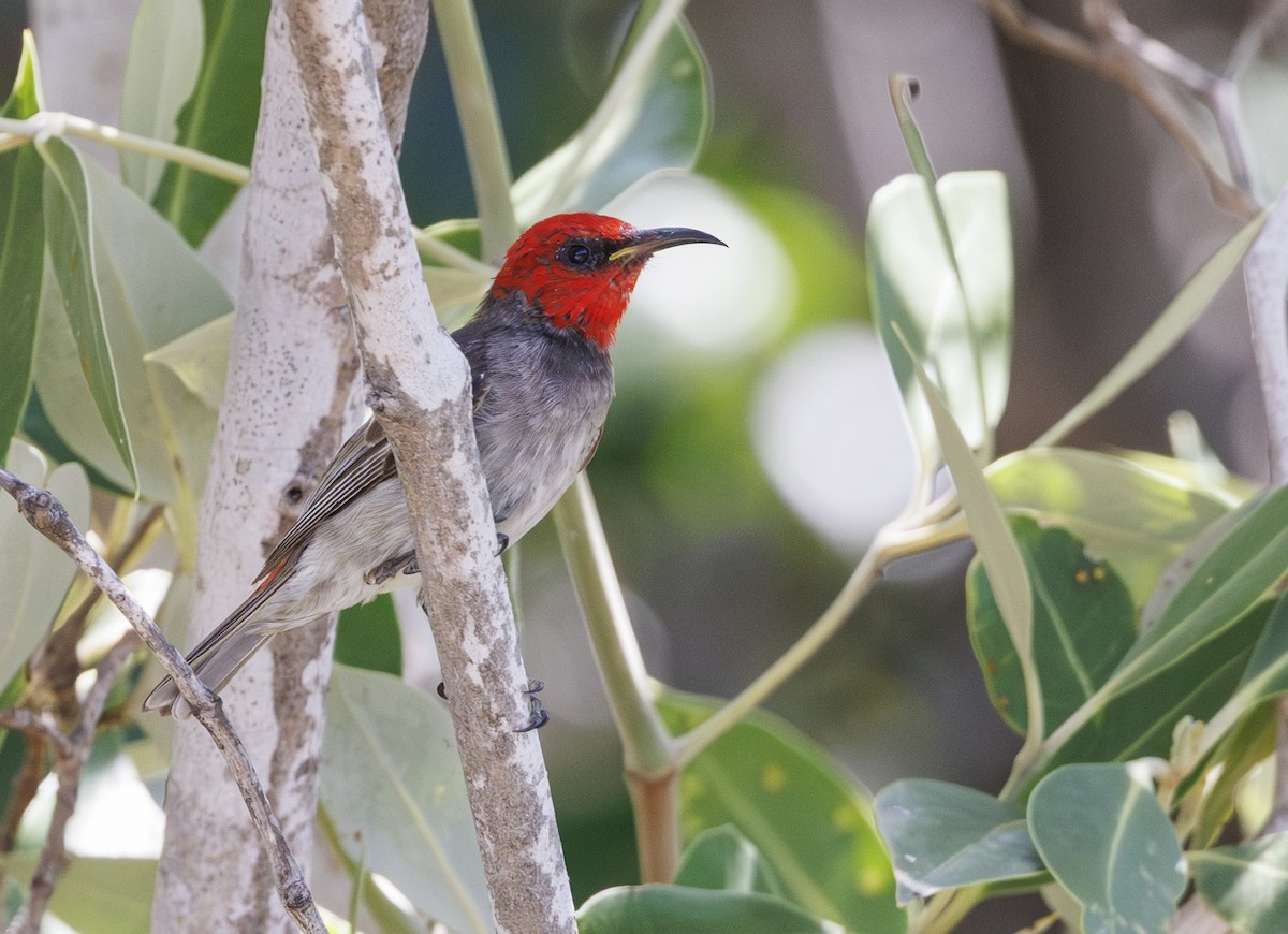 Red-headed Myzomela - ML625630568