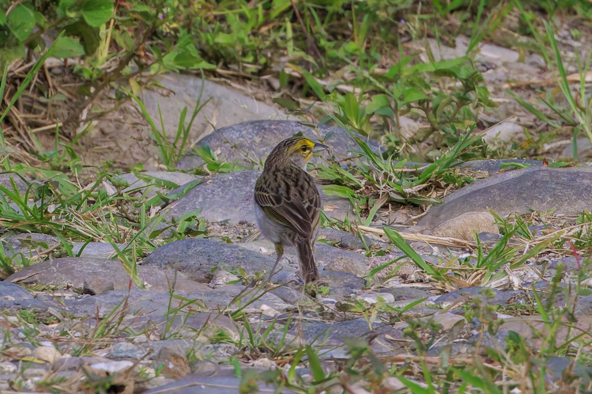 Yellow-browed Sparrow - ML625630608