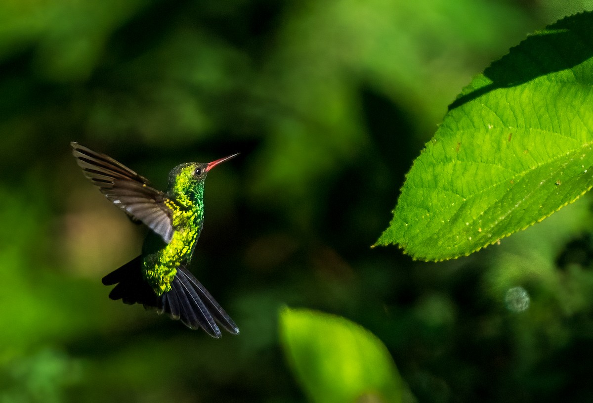 Canivet's Emerald - ML625630614