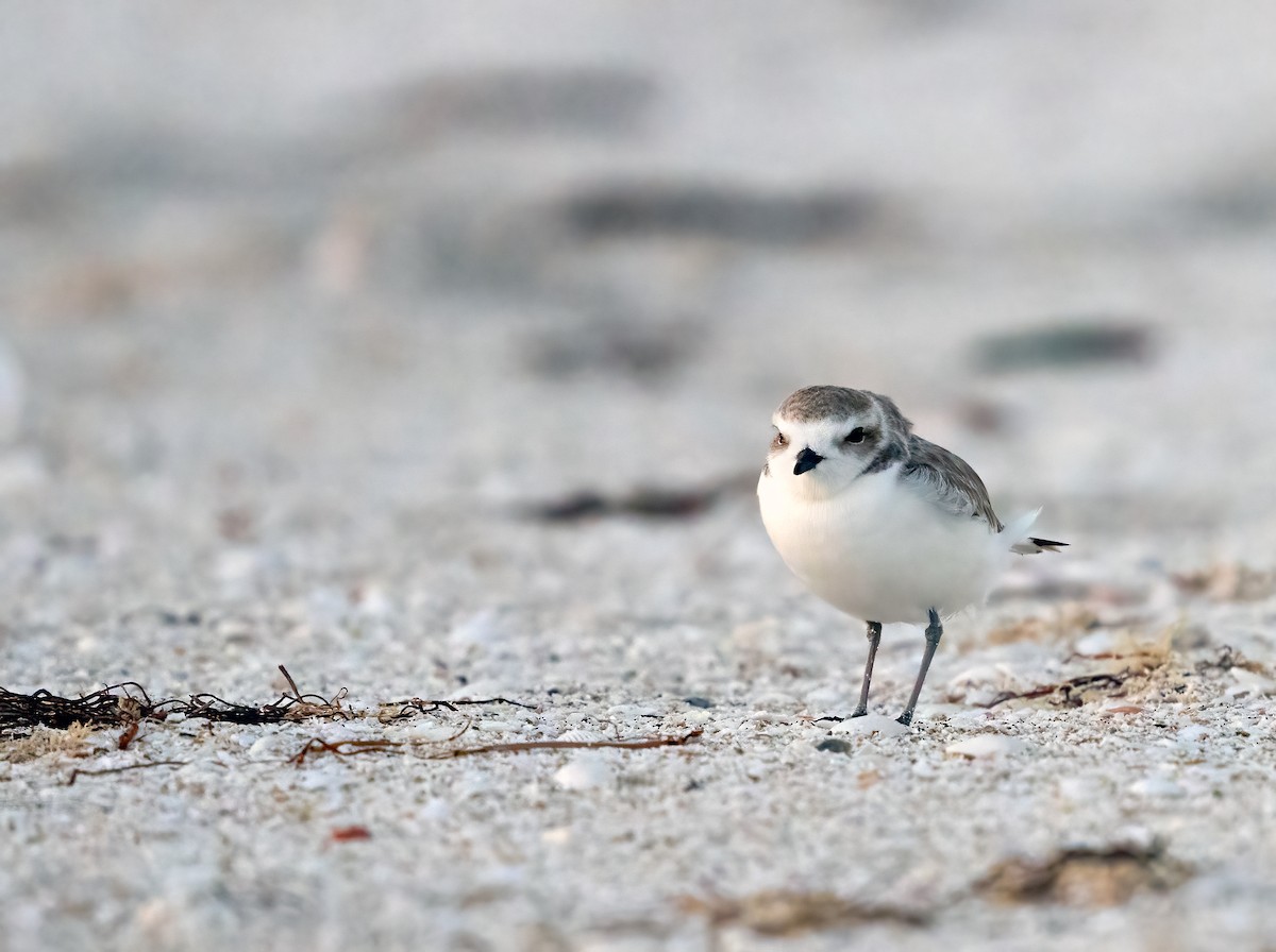 Snowy Plover - ML625630647