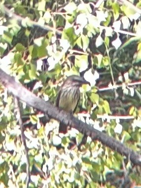 Sulphur-bellied Flycatcher - ML625630663