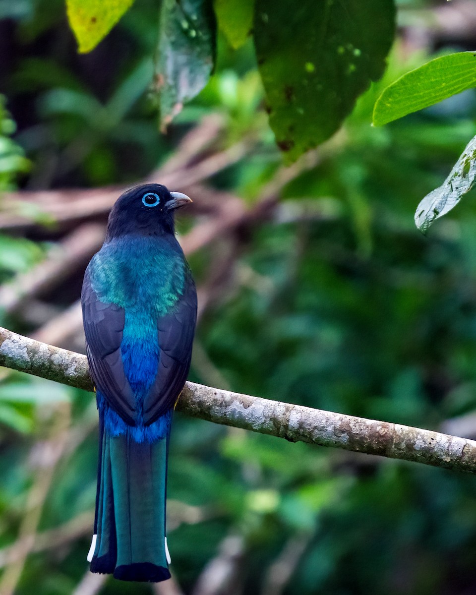 Black-headed Trogon - ML625630681
