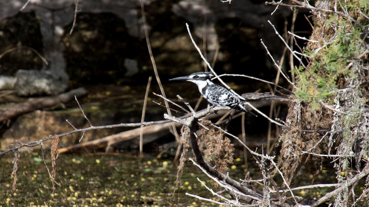 Pied Kingfisher - Elaine Batiste