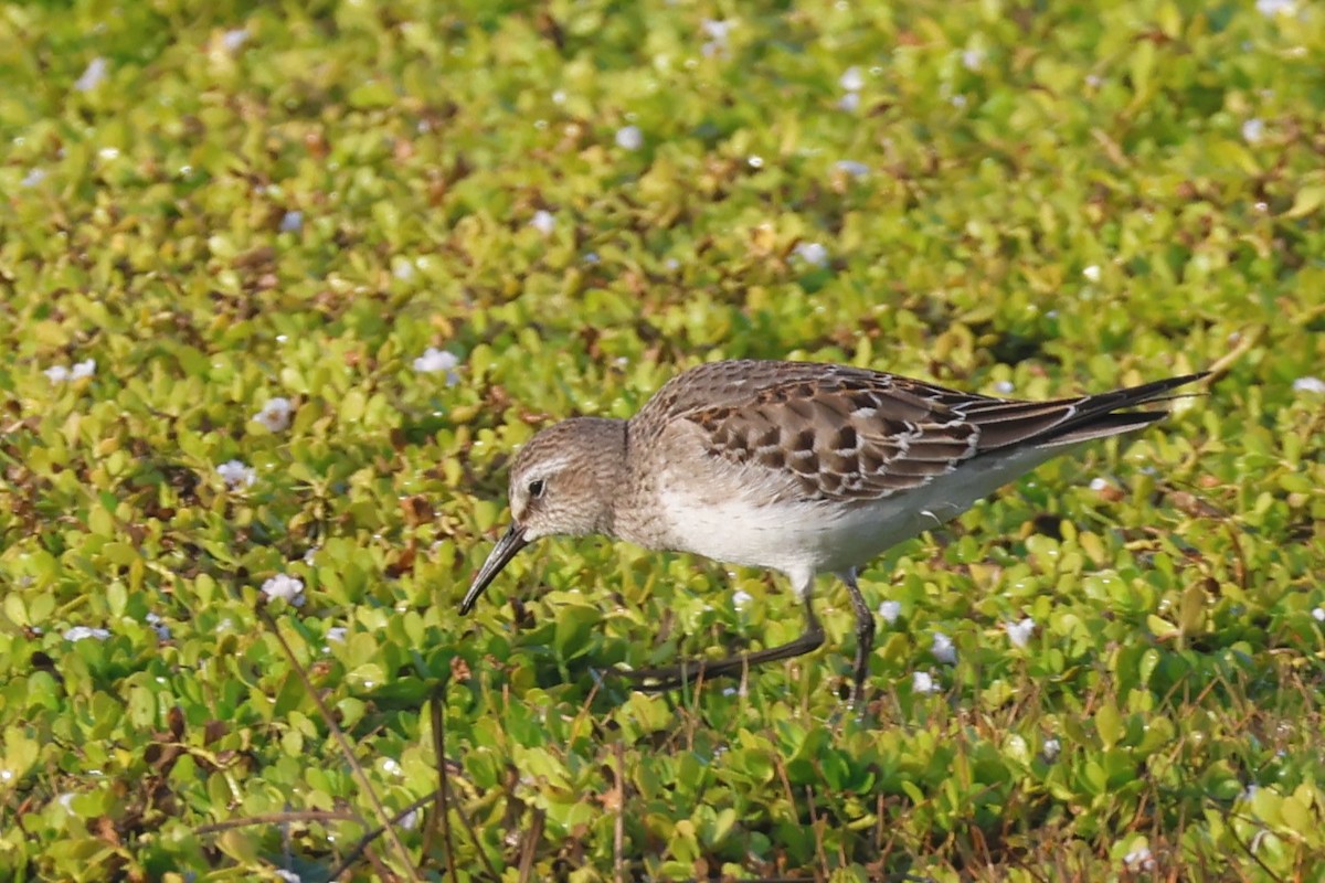 White-rumped Sandpiper - Audrey Whitlock