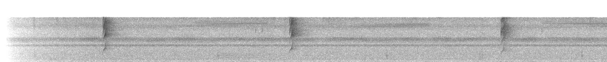 White-throated Spadebill - ML625630718