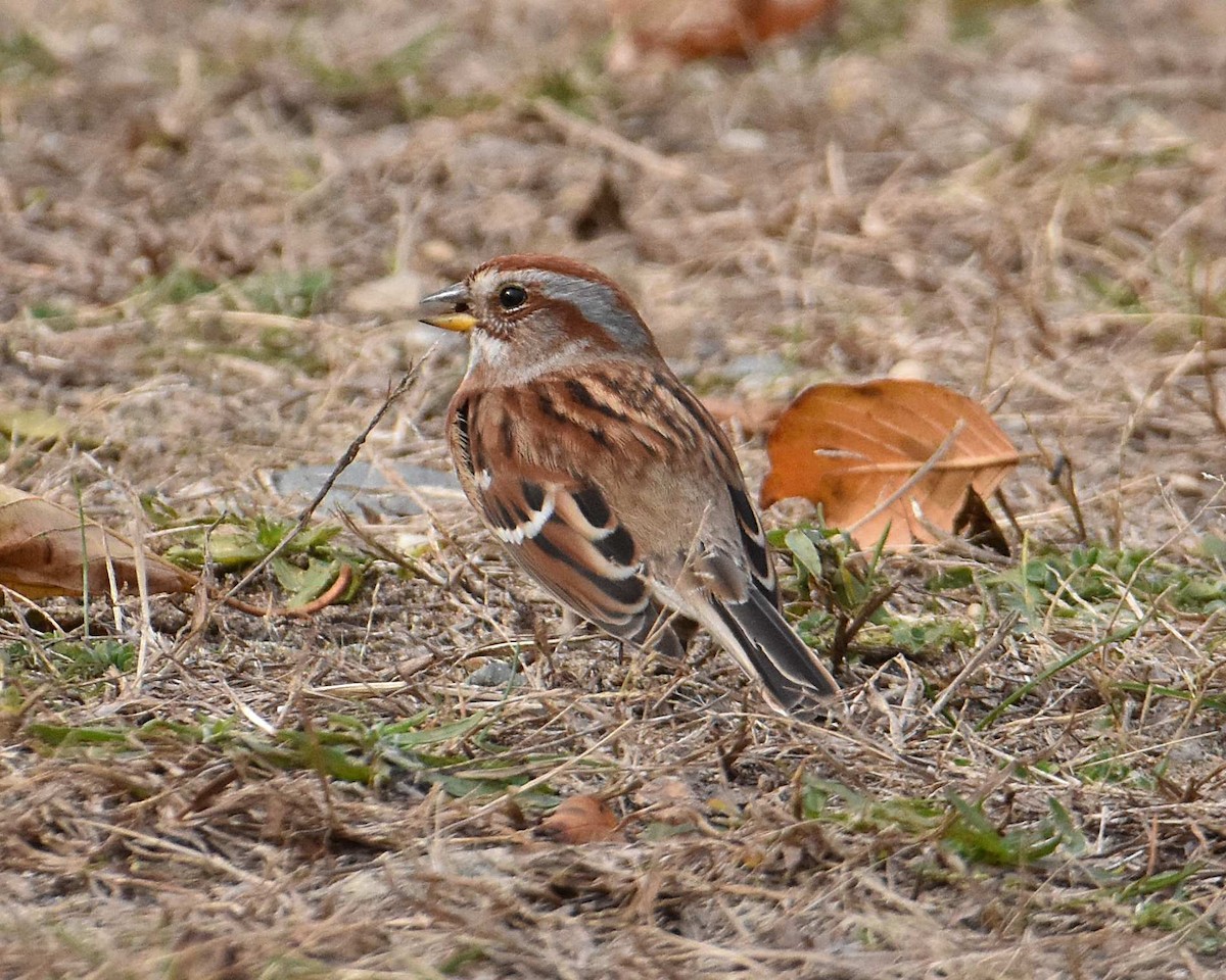 American Tree Sparrow - ML625630880