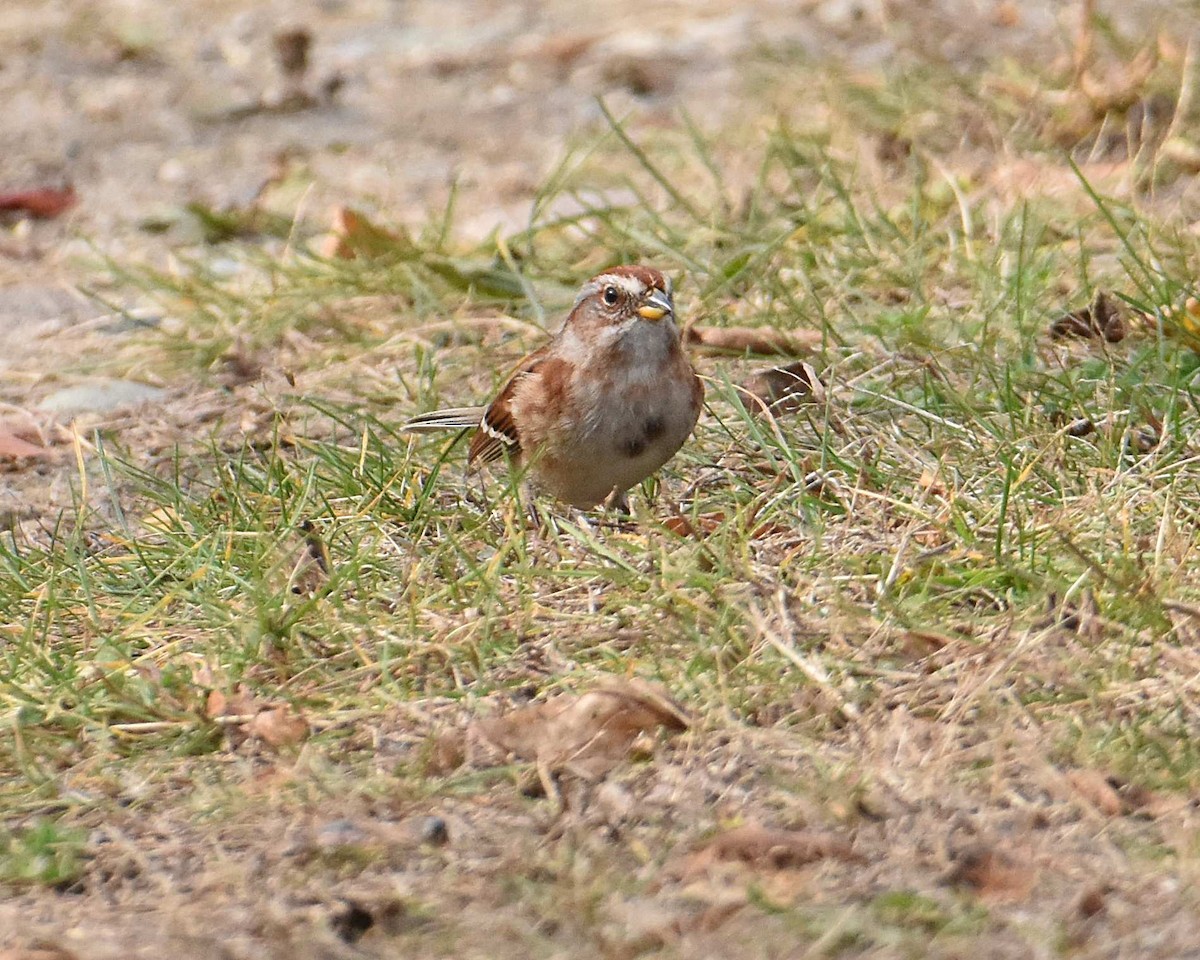 American Tree Sparrow - ML625630881