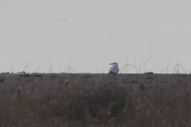 Gull-billed Tern - Audrey Whitlock