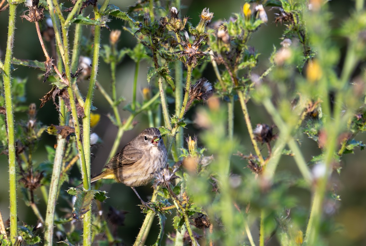 Palm Warbler - ML625631030