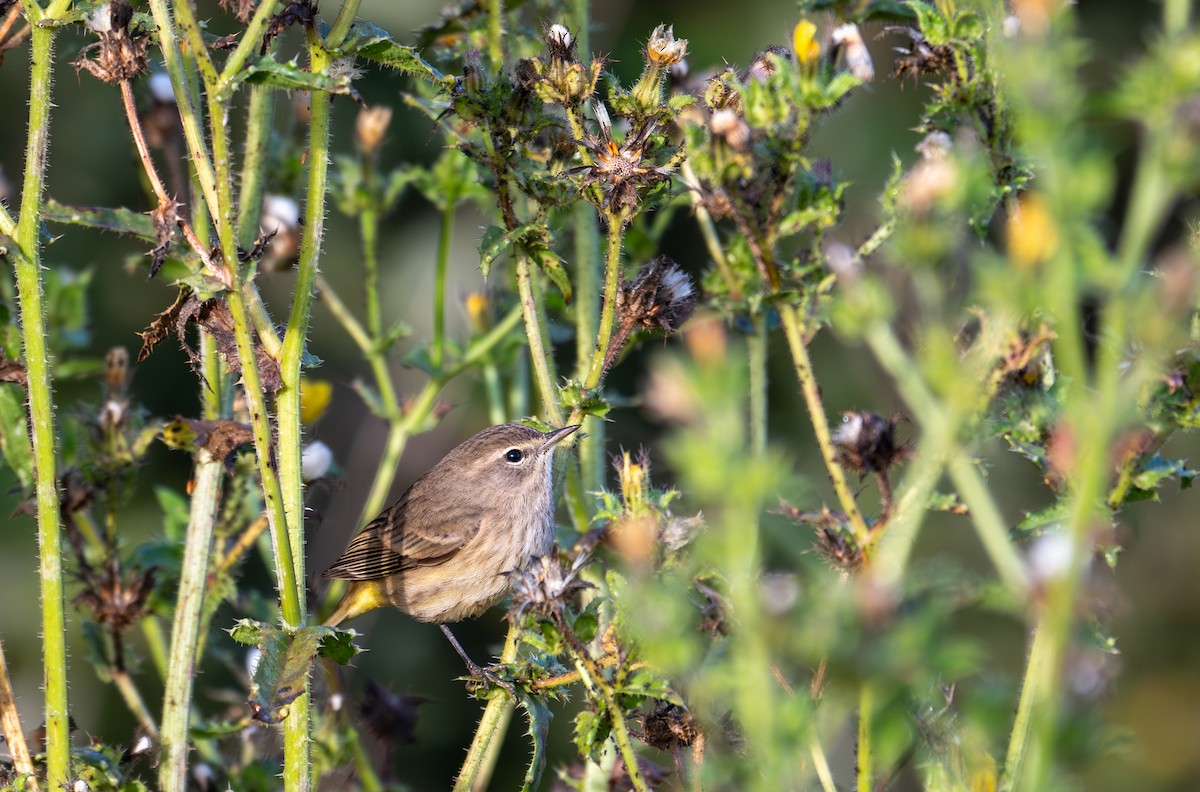 Palm Warbler - ML625631031