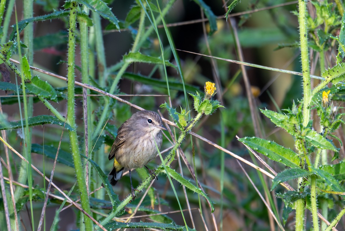 Palm Warbler - ML625631032