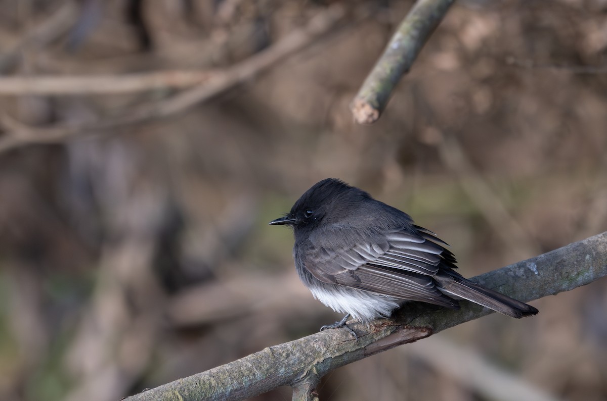 Black Phoebe - ML625631073