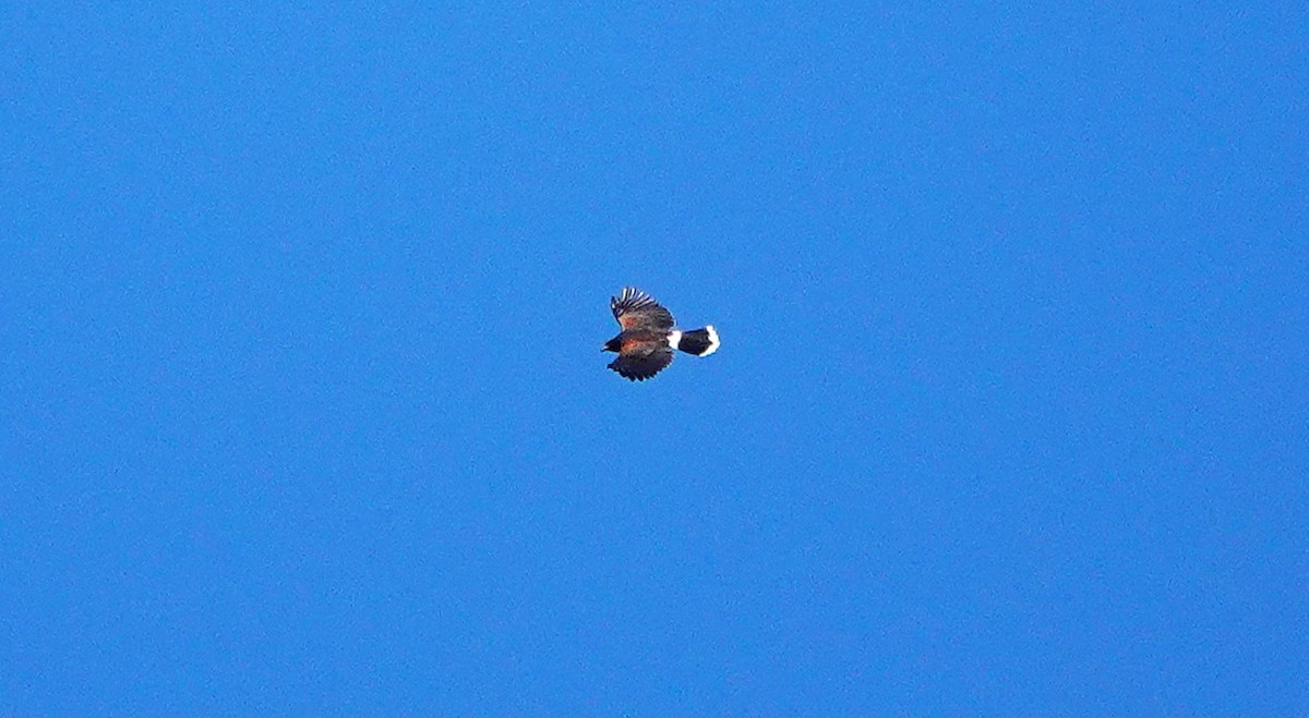 Harris's Hawk - ML625631209