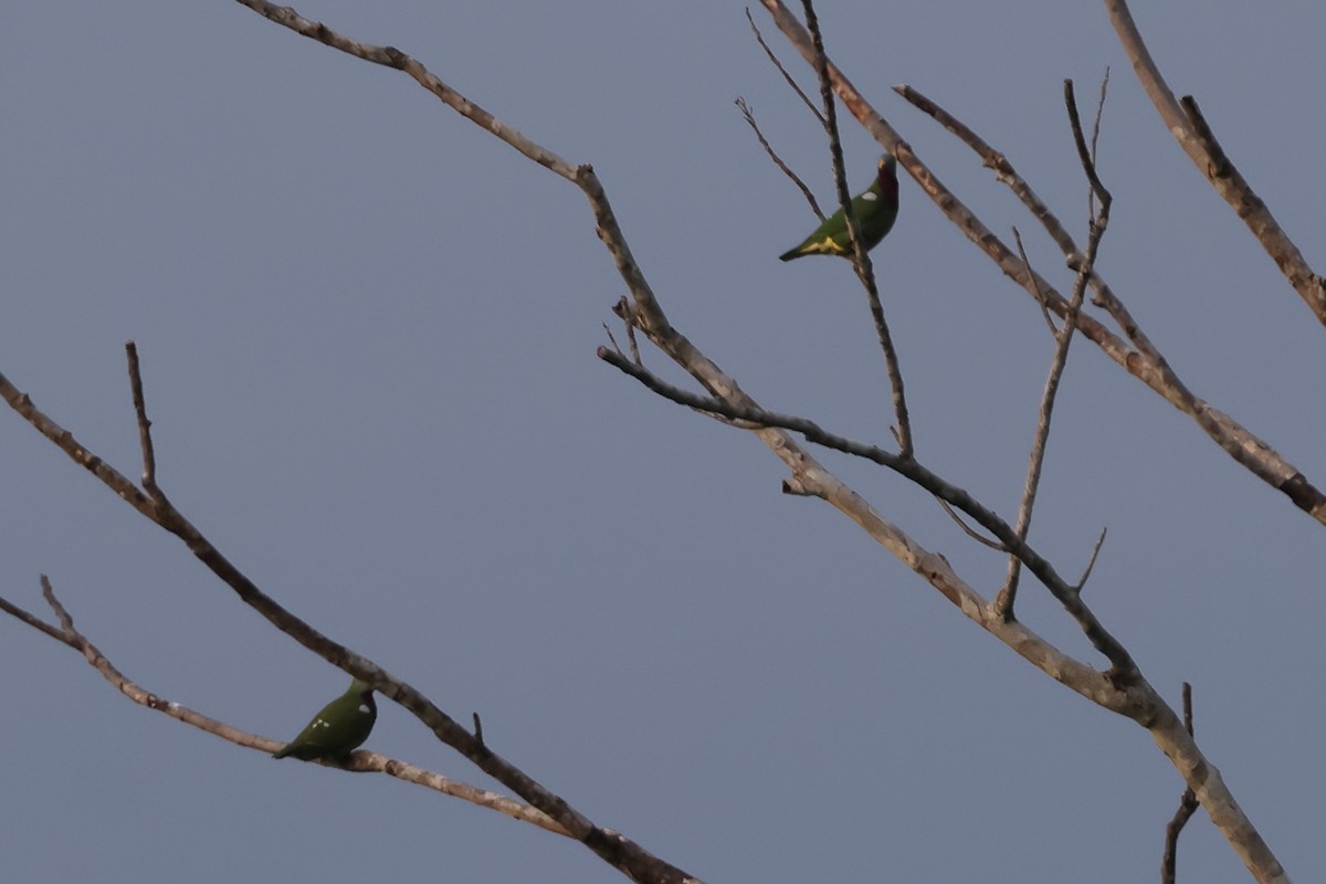 Claret-breasted Fruit-Dove - ML625631260