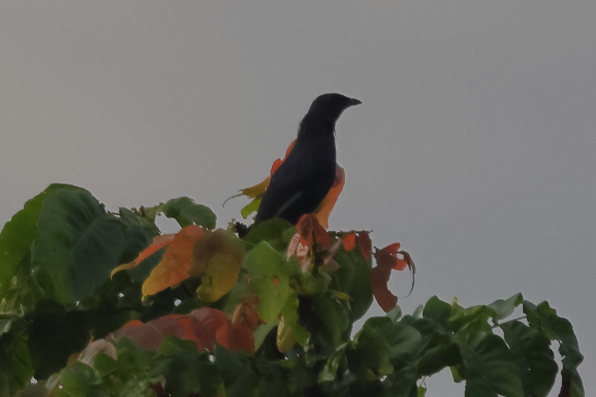 Brown-winged Starling - ML625631266