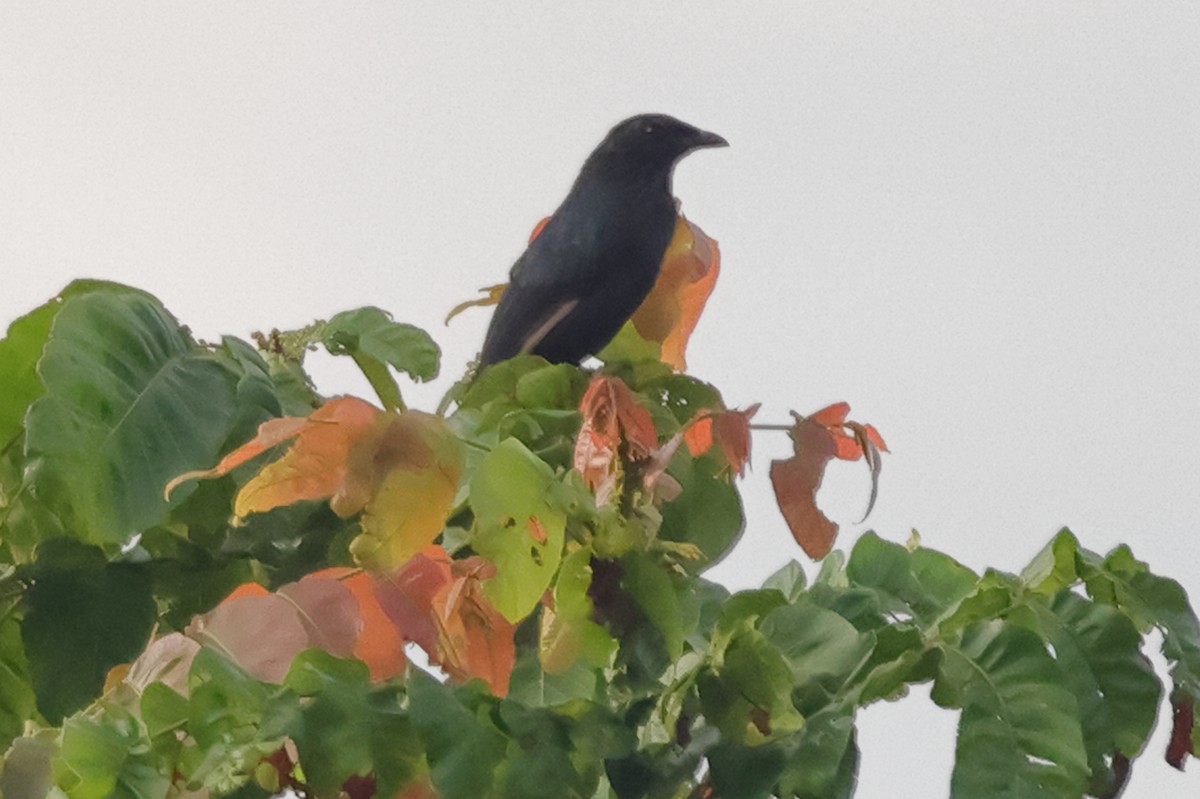 Brown-winged Starling - ML625631268