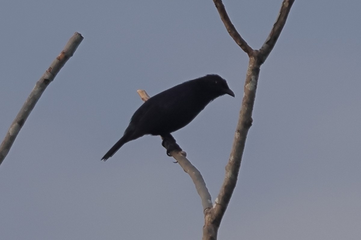 Brown-winged Starling - ML625631316