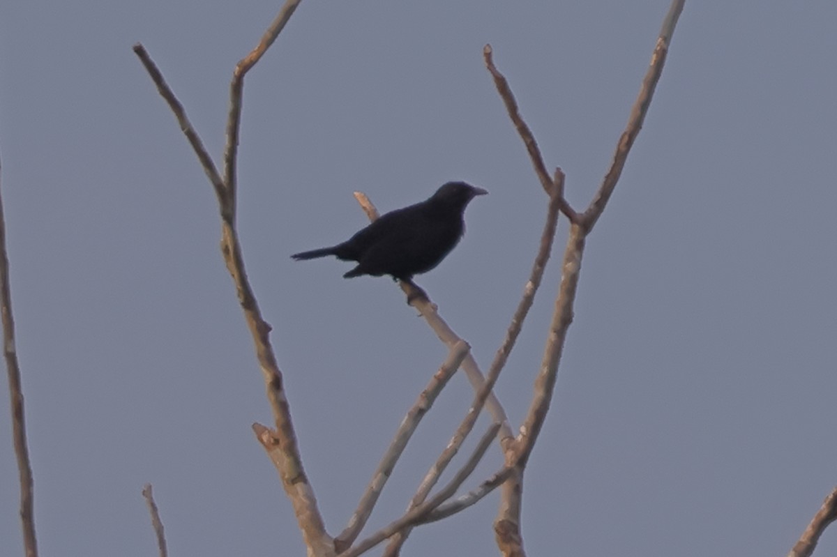 Brown-winged Starling - ML625631317