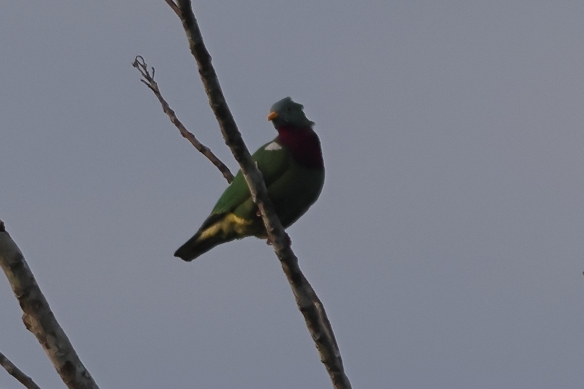 Claret-breasted Fruit-Dove - ML625631324