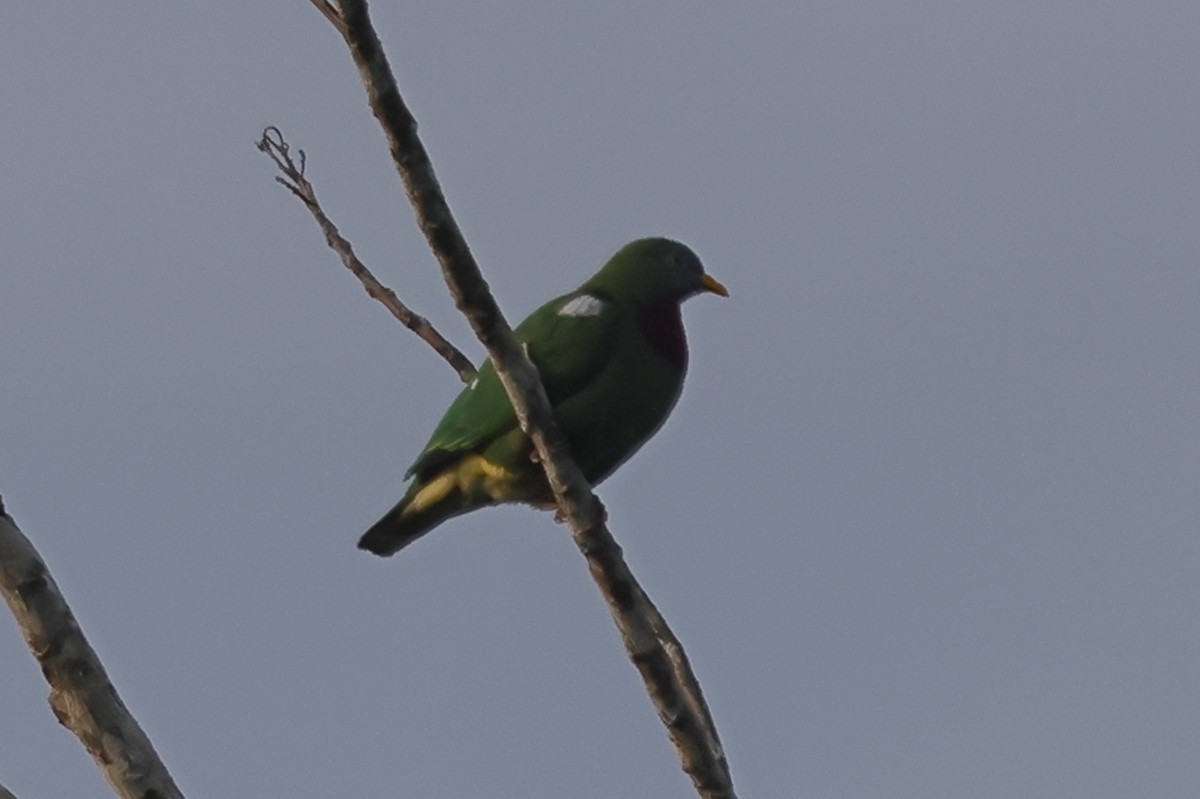 Claret-breasted Fruit-Dove - ML625631327