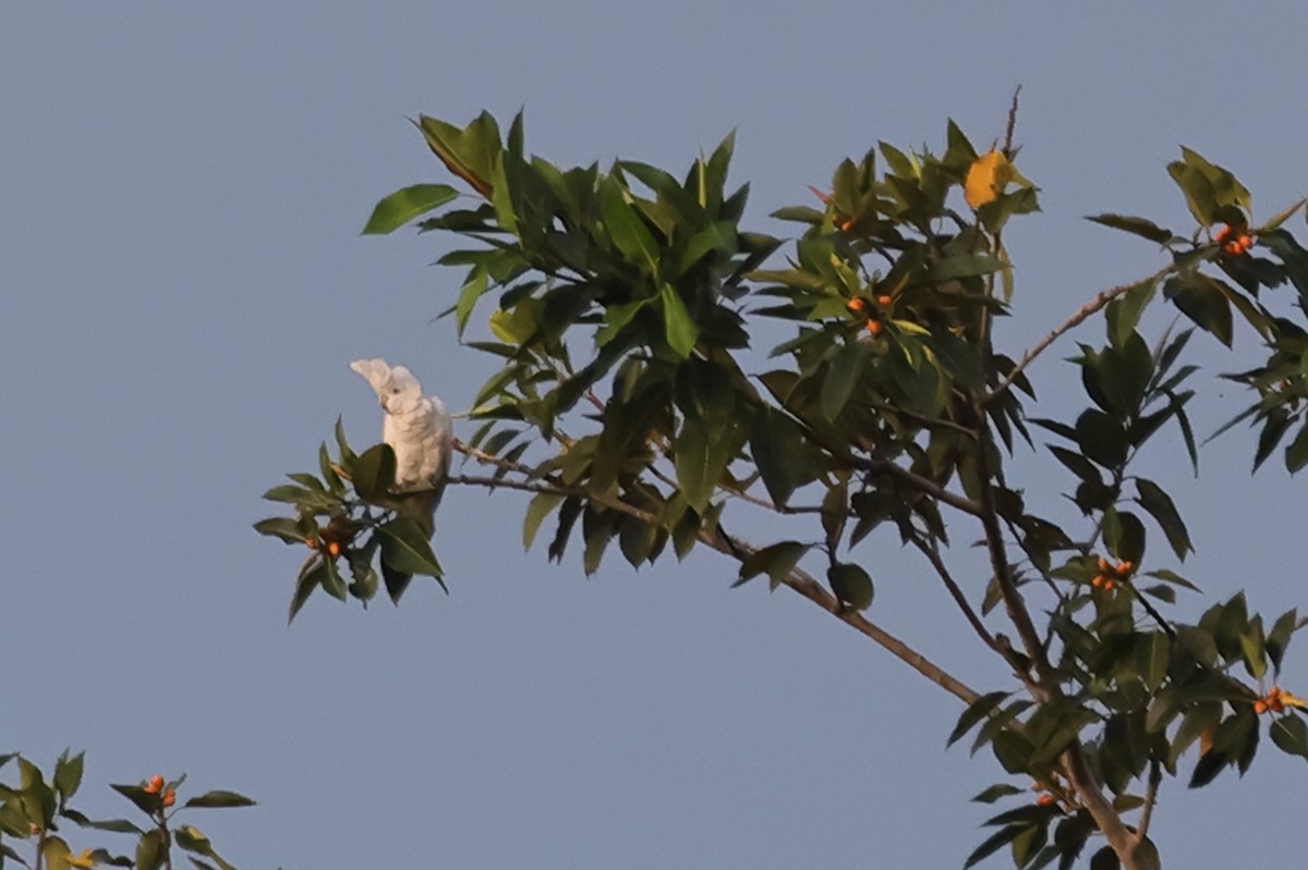 Solomons Corella - ML625631339