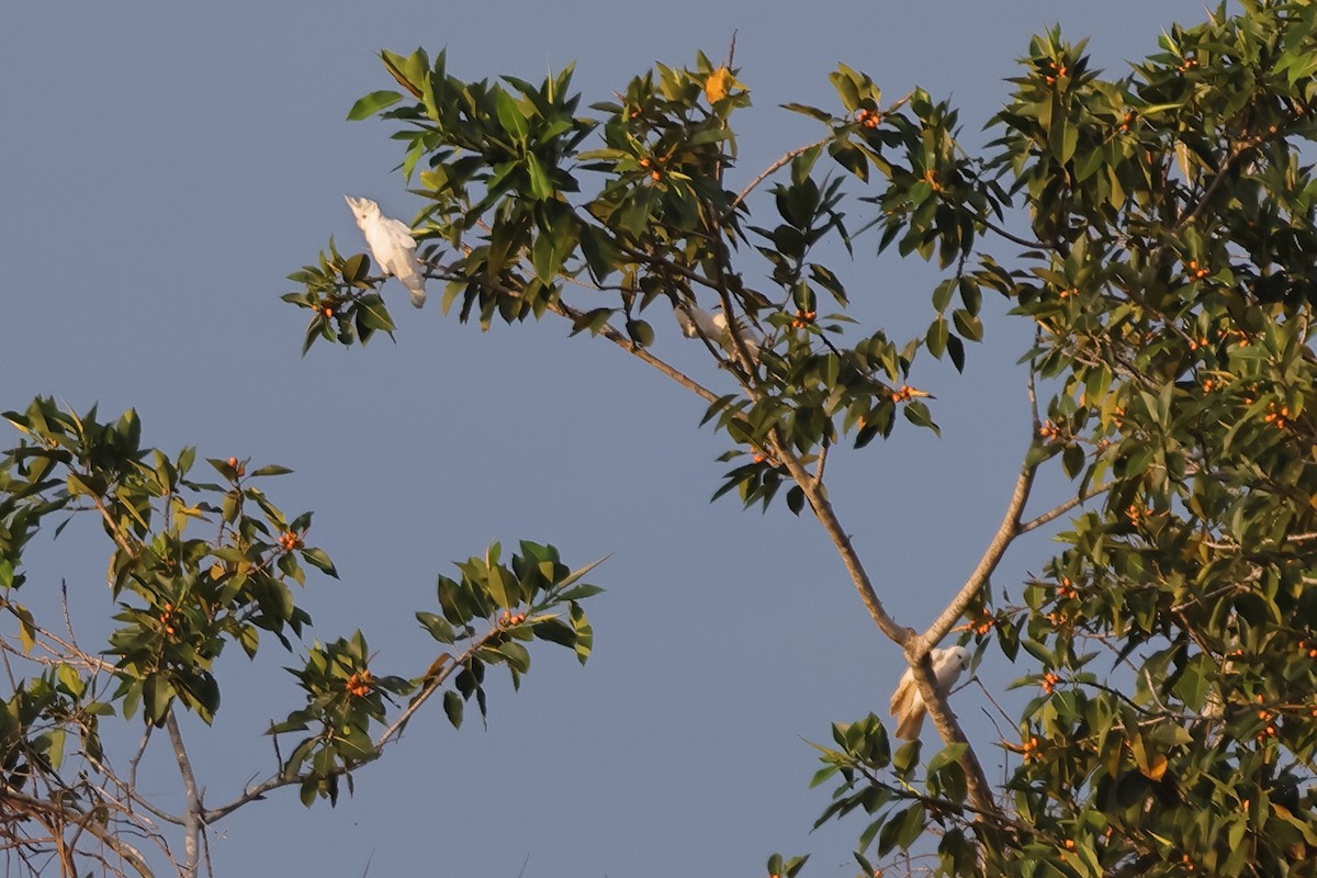 Solomons Corella - ML625631344
