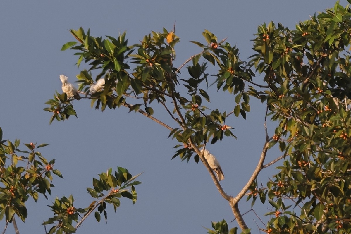 Solomons Corella - ML625631347