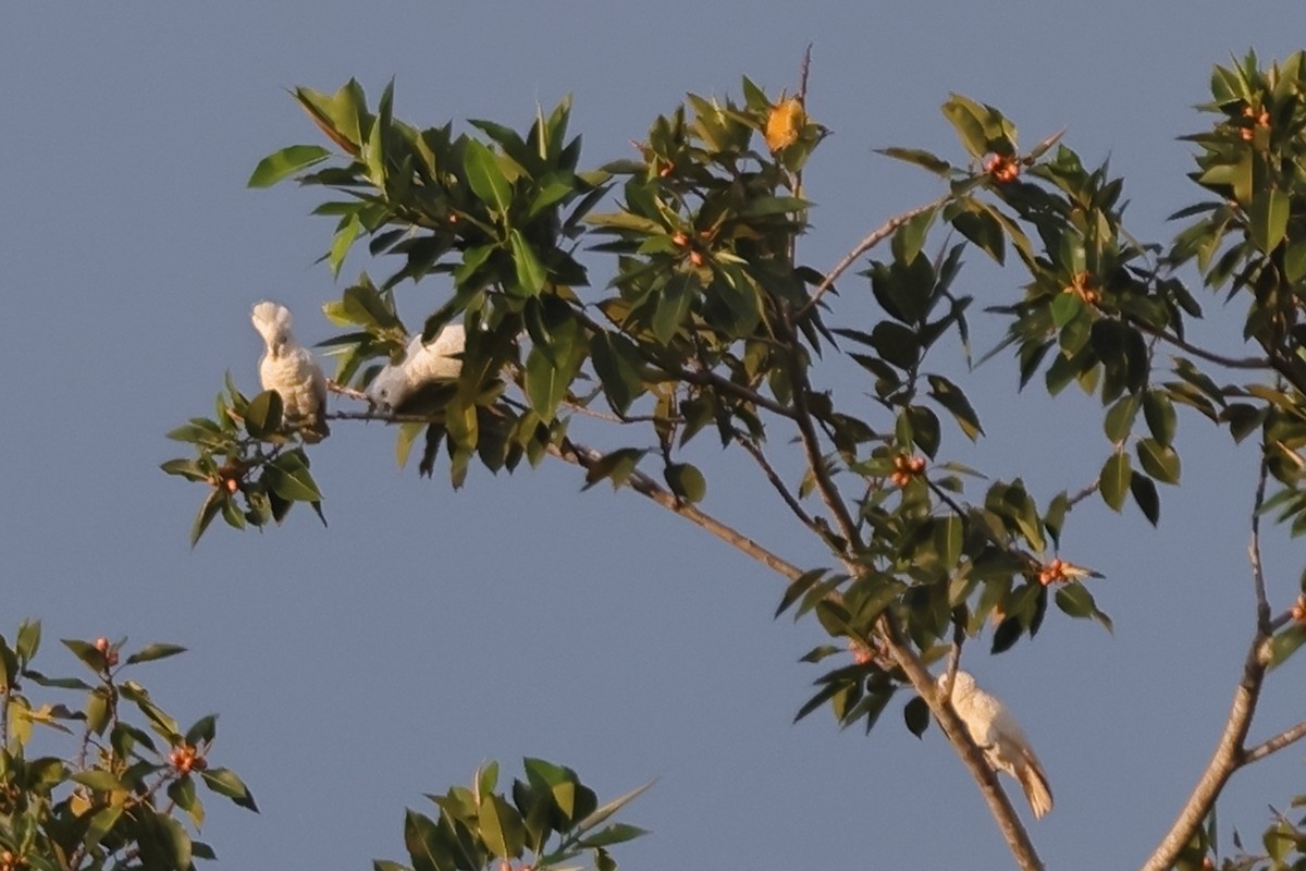 Solomons Corella - ML625631353