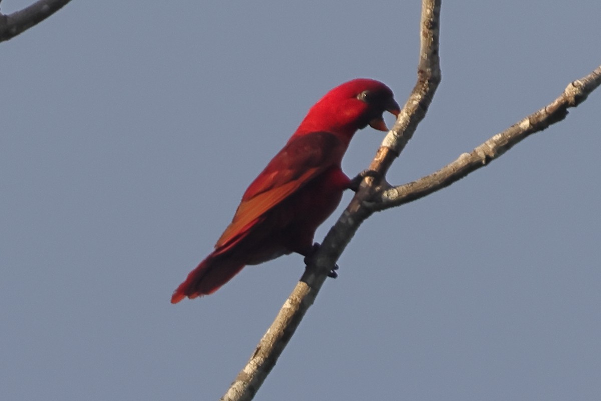 Cardinal Lory - ML625631360