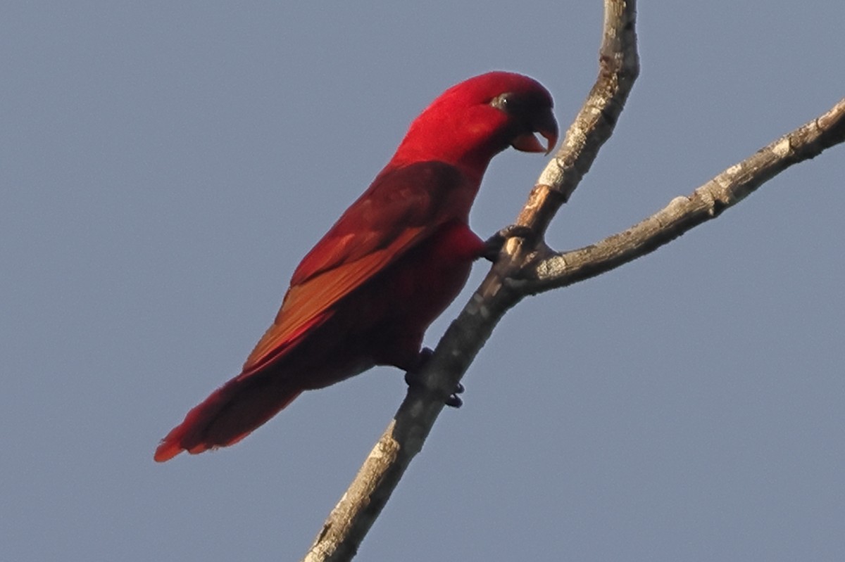 Cardinal Lory - ML625631362