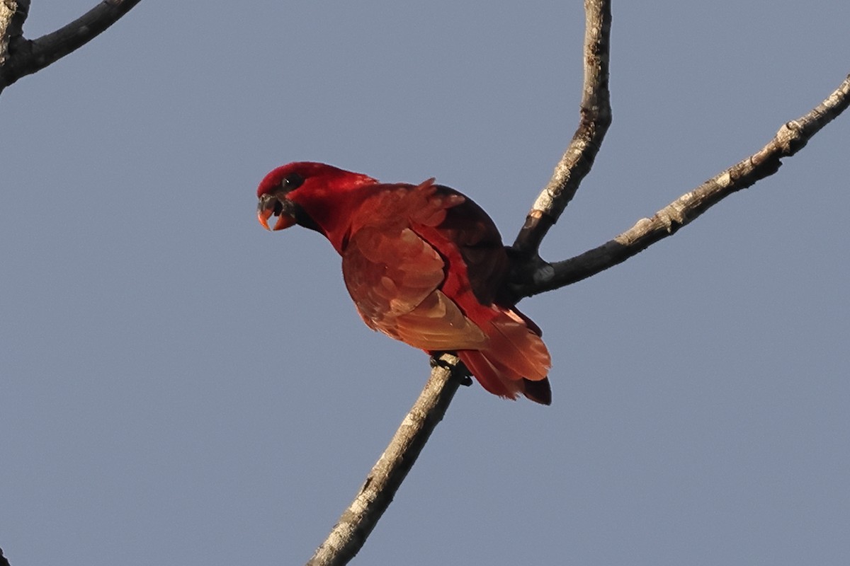 Cardinal Lory - ML625631363
