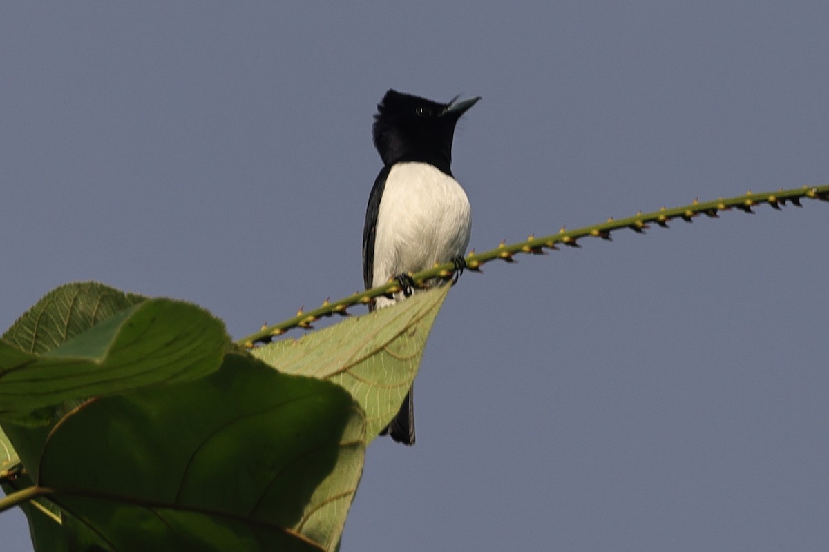Steel-blue Flycatcher - ML625631384