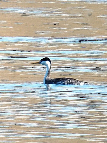 Clark's Grebe - ML625631385