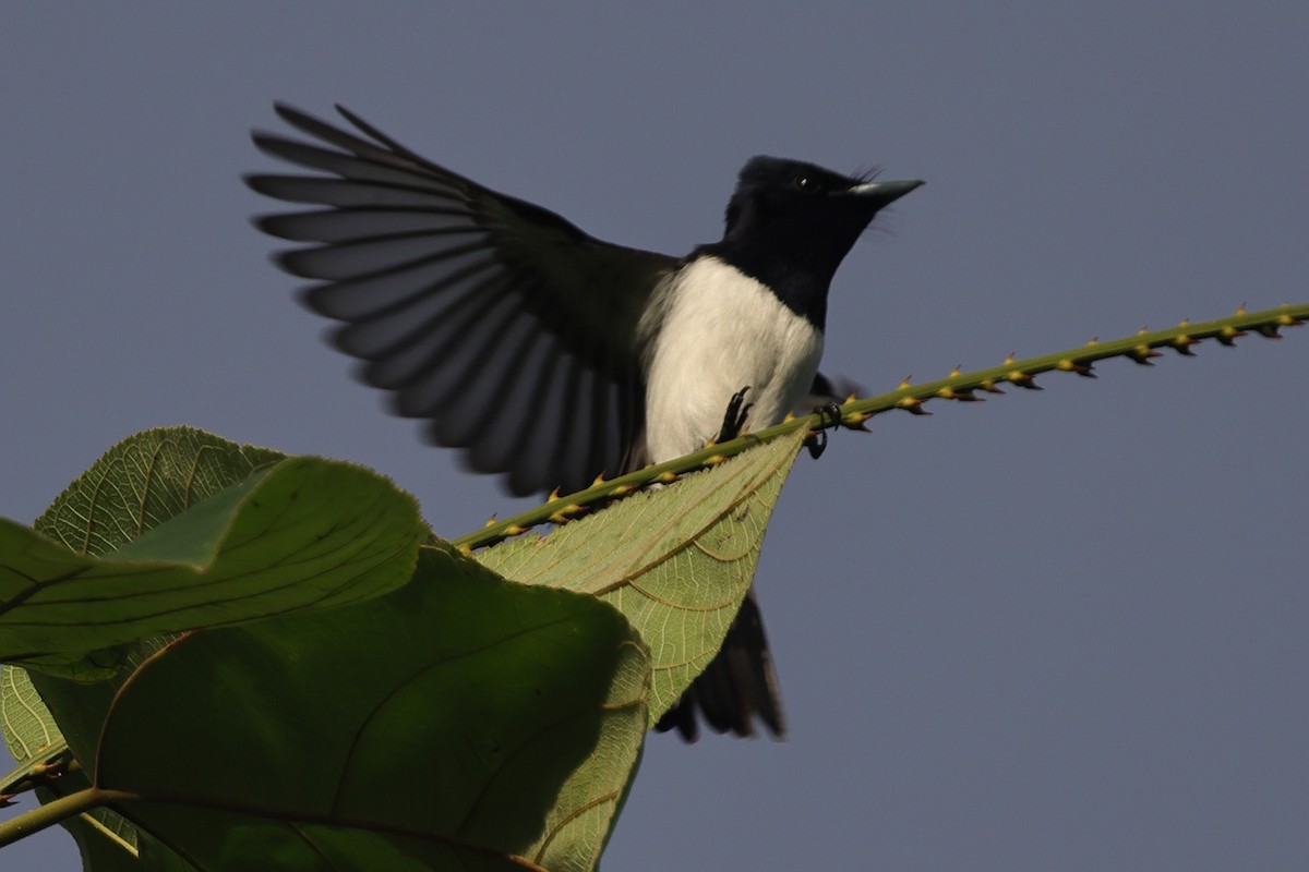 Steel-blue Flycatcher - ML625631398