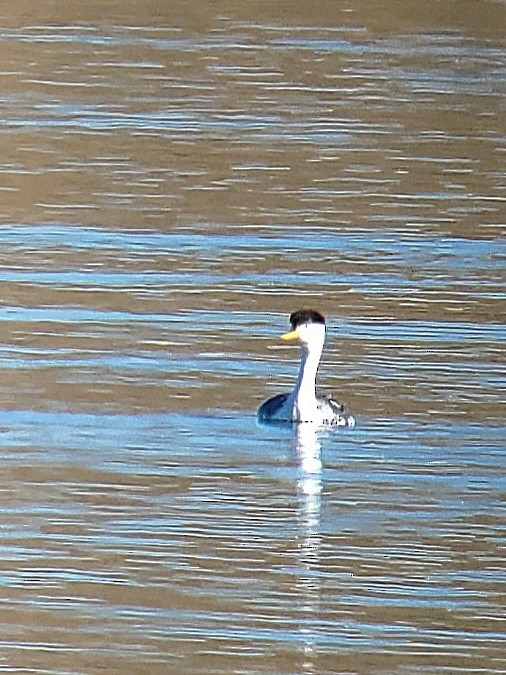 Clark's Grebe - ML625631399