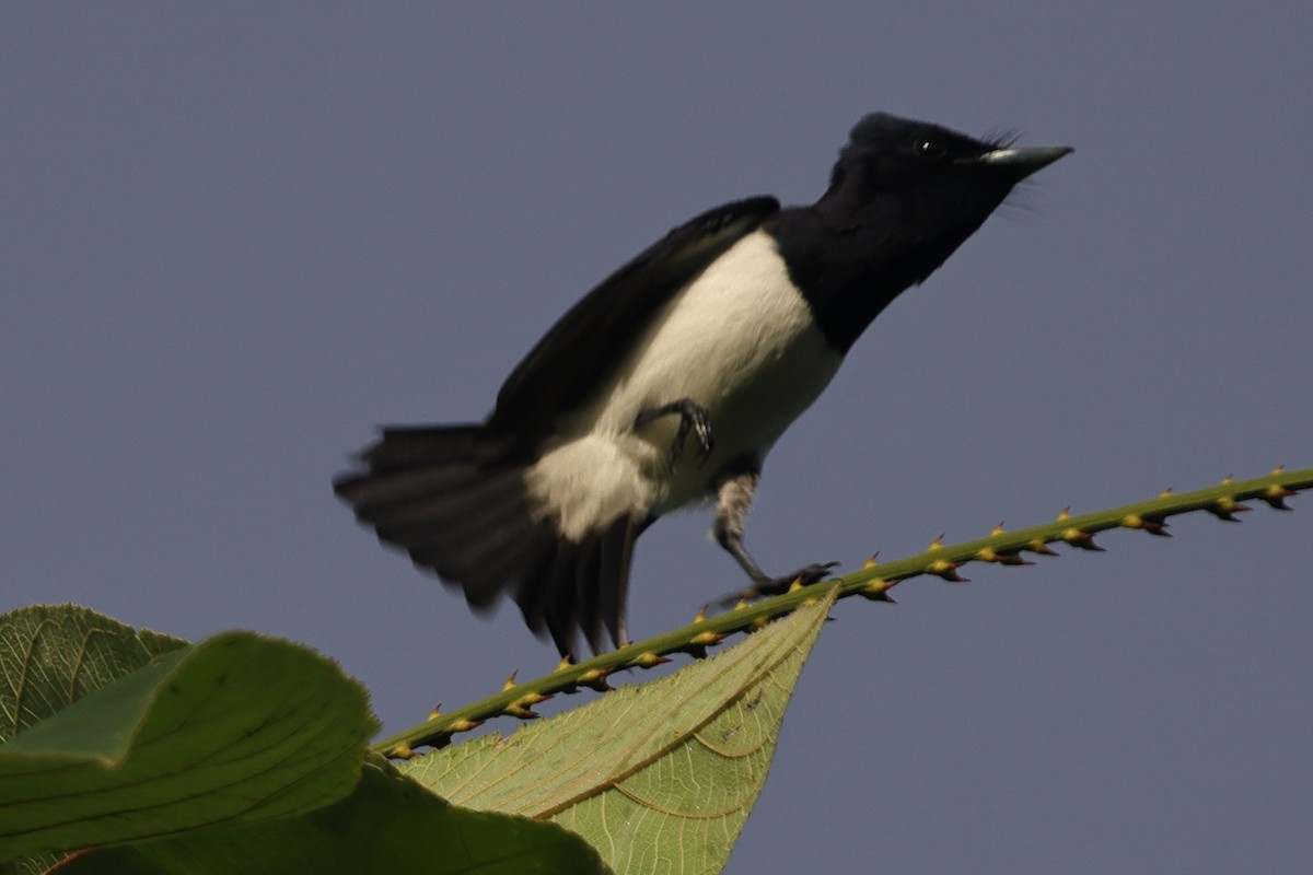 Steel-blue Flycatcher - ML625631401