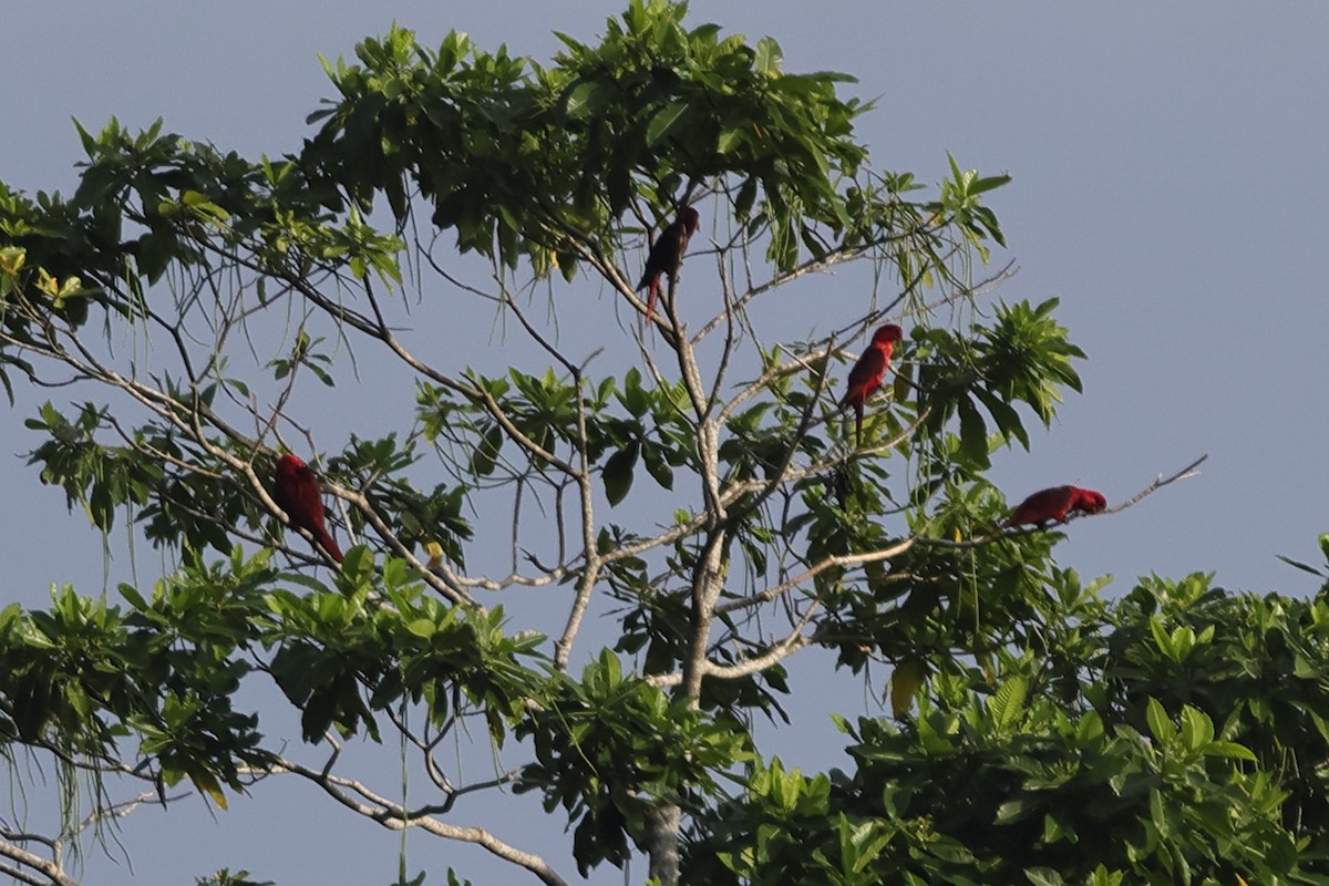 Cardinal Lory - ML625631410
