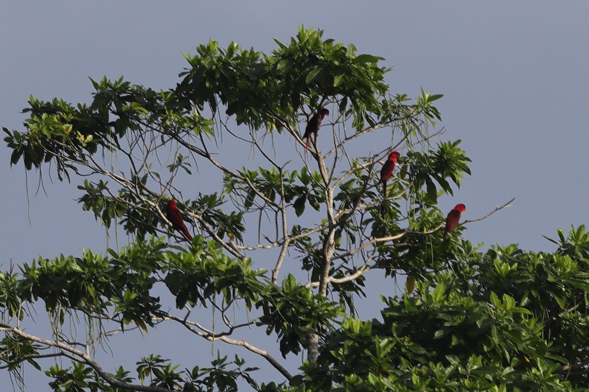 Cardinal Lory - ML625631412